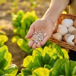 Guarda las cáscaras de los huevos: el sencillo método con el que puedes proteger tus plantas