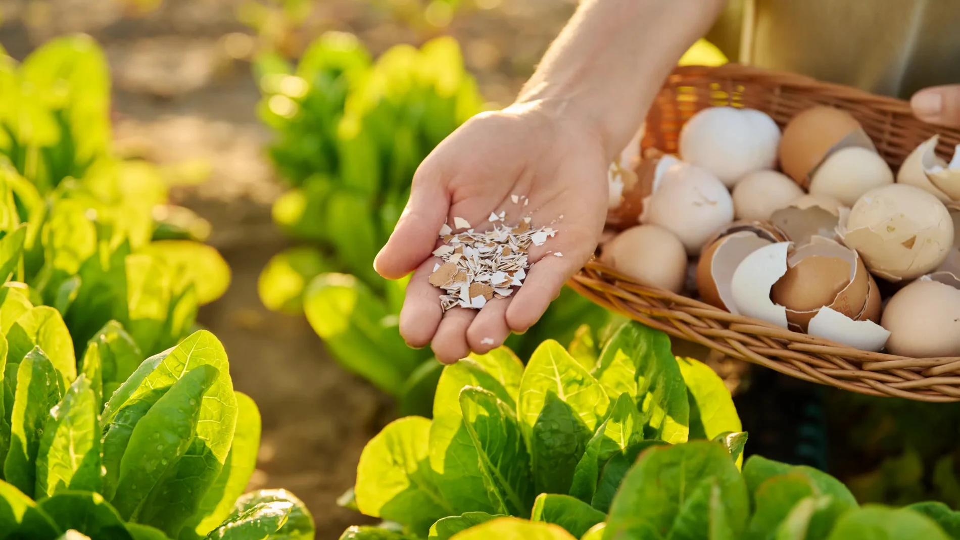 Guarda las cáscaras de los huevos: el sencillo método con el que puedes proteger tus plantas