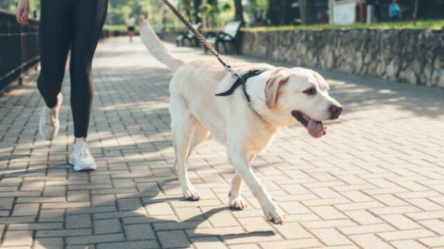 La Guardia Civil alerta a los dueños de perros en España: “Mucho cuidado al pasear”