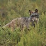 Podemos solicita al Defensor del Pueblo una investigación urgente sobre la gestión y caza del lobo en Cantabria