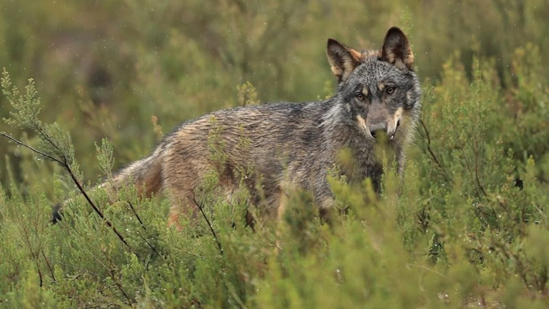 Podemos solicita al Defensor del Pueblo una investigación urgente sobre la gestión y caza del lobo en Cantabria