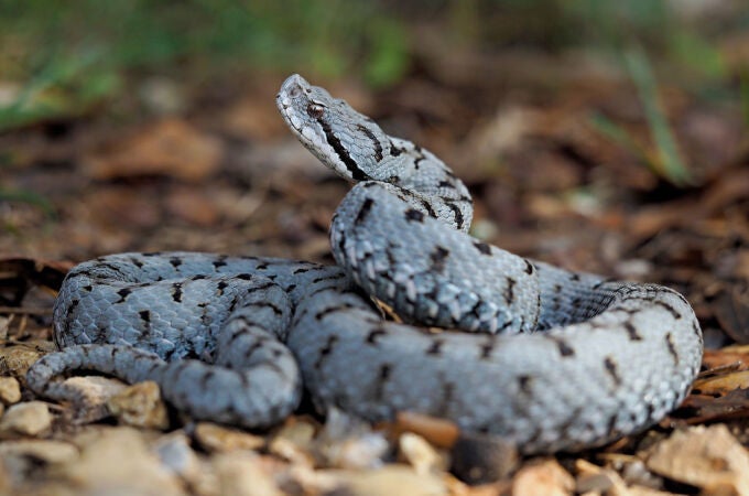 ¿Dónde se encuentra la serpiente más venenosa de España? Las zonas elevadas son su hábitat