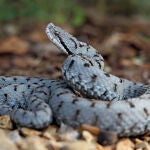 ¿Dónde se encuentra la serpiente más venenosa de España? Las zonas elevadas son su hábitat