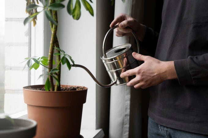 ¿A qué hora es mejor regar las plantas en verano, por la mañana o por la tarde?