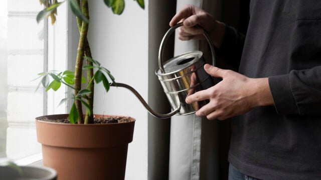 ¿A qué hora es mejor regar las plantas en verano, por la mañana o por la tarde?