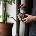 ¿A qué hora es mejor regar las plantas en verano, por la mañana o por la tarde?