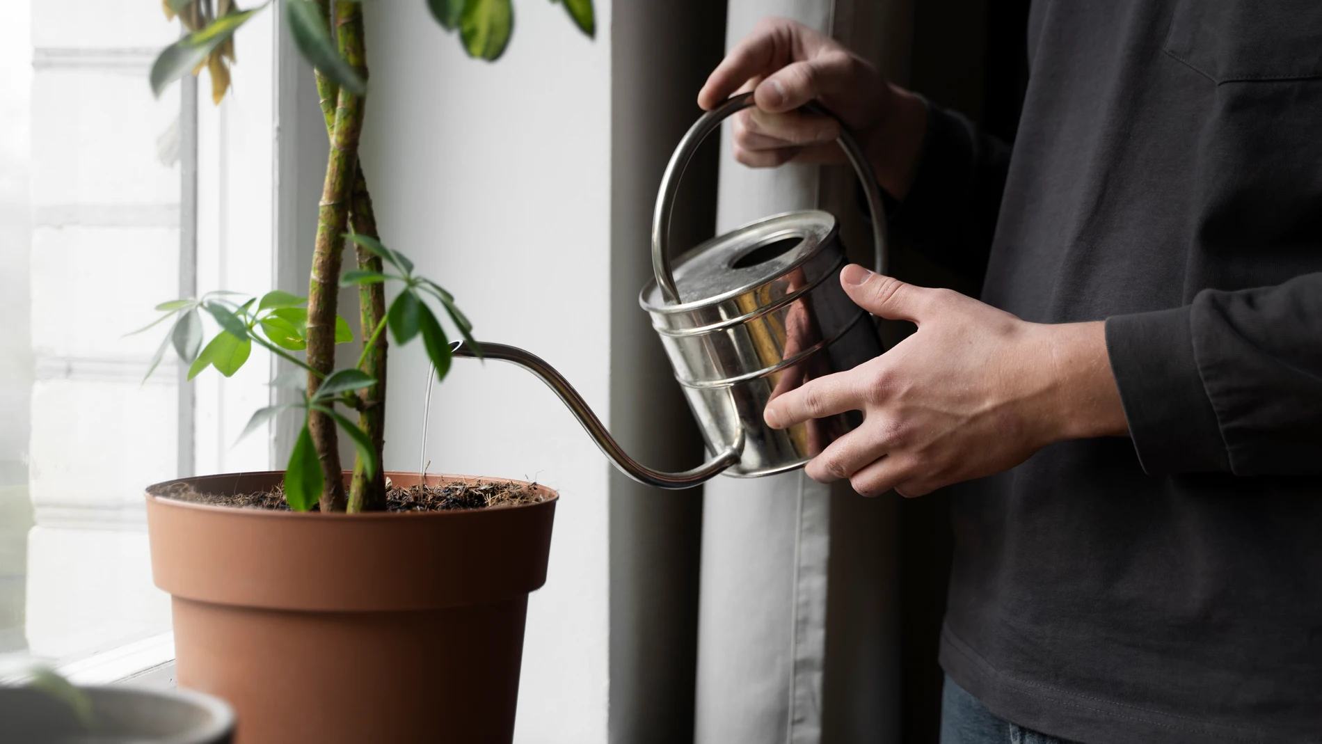 ¿A qué hora es mejor regar las plantas en verano, por la mañana o por la tarde?