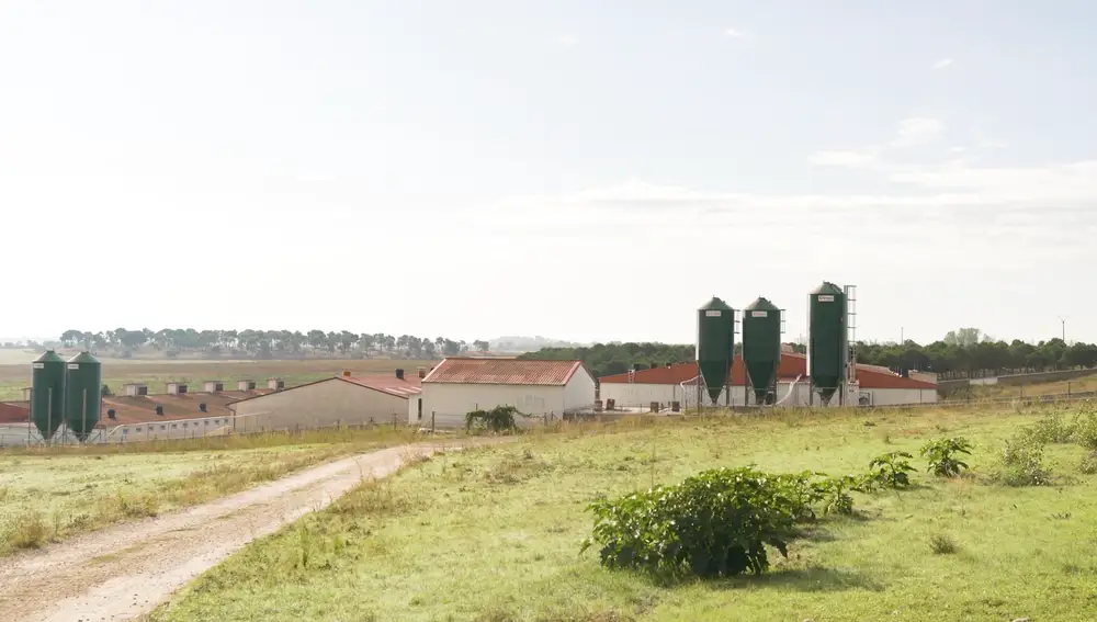 Agrocesa, empresa del Grupo Vall Companys dedicada a la crianza animal, en Olmedo (Valladolid)