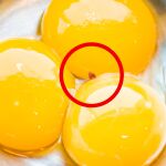 Qué significa una mancha roja en la clara del huevo: descubre qué es y si supone un riesgo para la salud