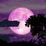 Imagen de archivo de una Luna de Fresa 