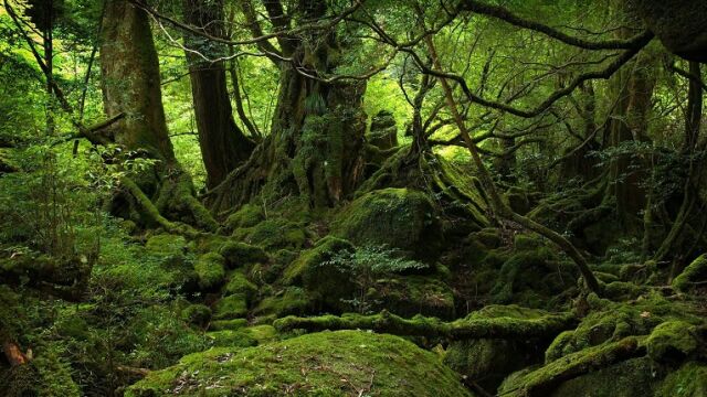 Así es el rincón natural gallego que inspiró “El bosque animado”