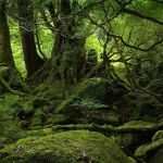 Así es el rincón natural gallego que inspiró “El bosque animado”