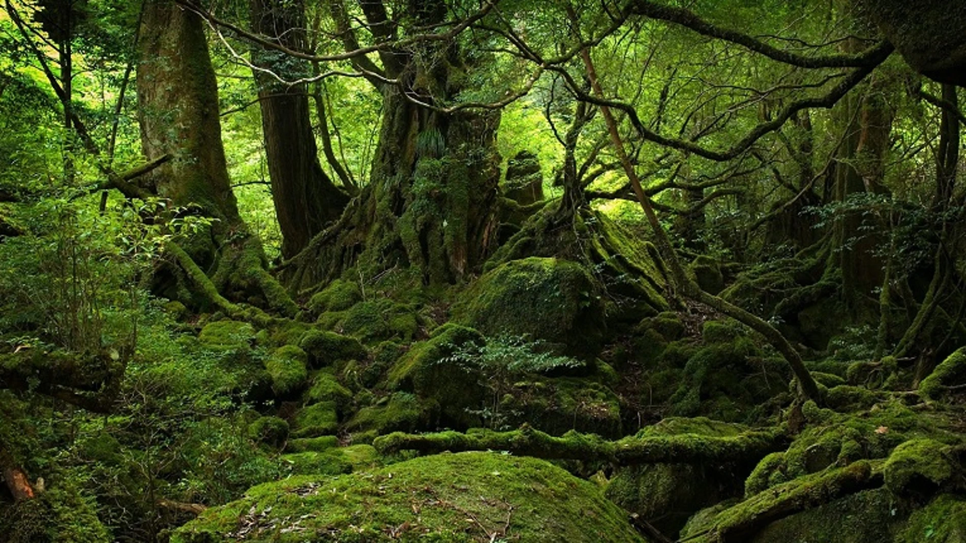 Así es el rincón natural gallego que inspiró “El bosque animado”