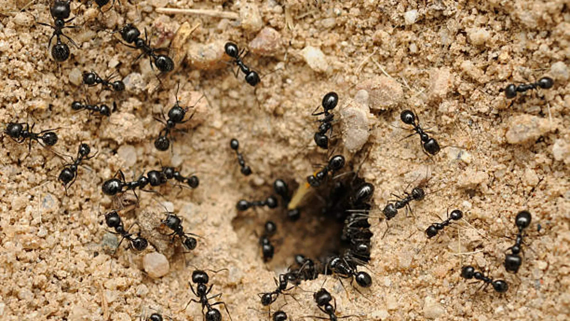 Las mejores formas de eliminar los hormigueros de tu casa o jardín de forma rápida y sencilla