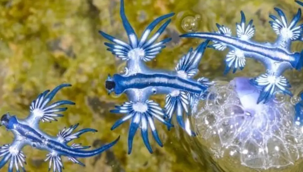 Avistan un peligroso dragón azul en Mallorca tras más de tres siglos de desaparición documentada
