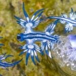 Avistan un peligroso dragón azul en Mallorca tras más de tres siglos de desaparición documentada