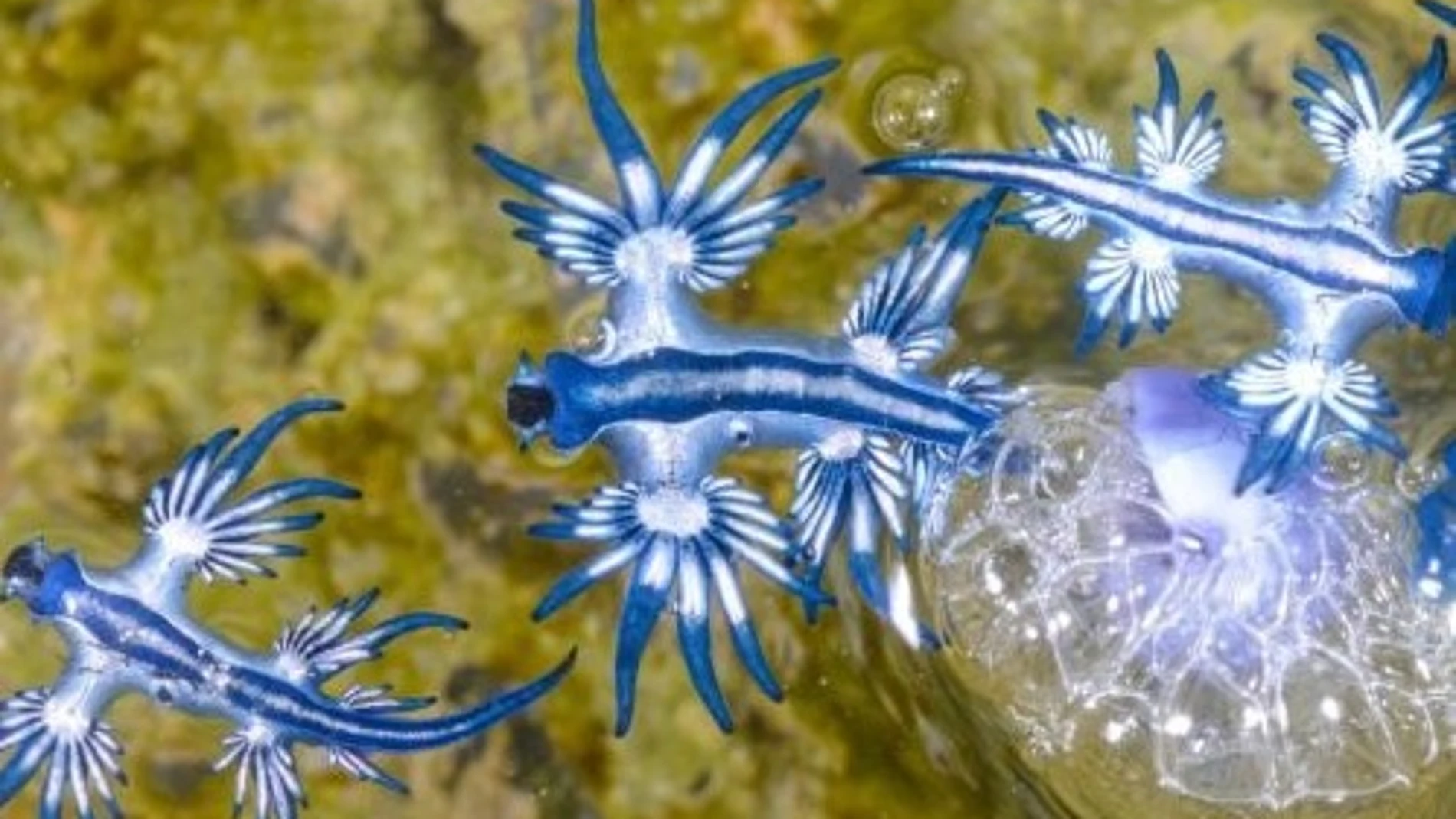 Avistan un peligroso dragón azul en Mallorca tras más de tres siglos de desaparición documentada