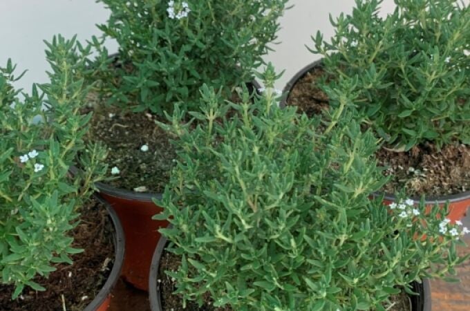 Ni romero ni menta: la hierba aromática fácil de cultivar en casa y buena para la salud del corazón