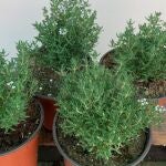 Ni romero ni menta: la hierba aromática fácil de cultivar en casa y buena para la salud del corazón