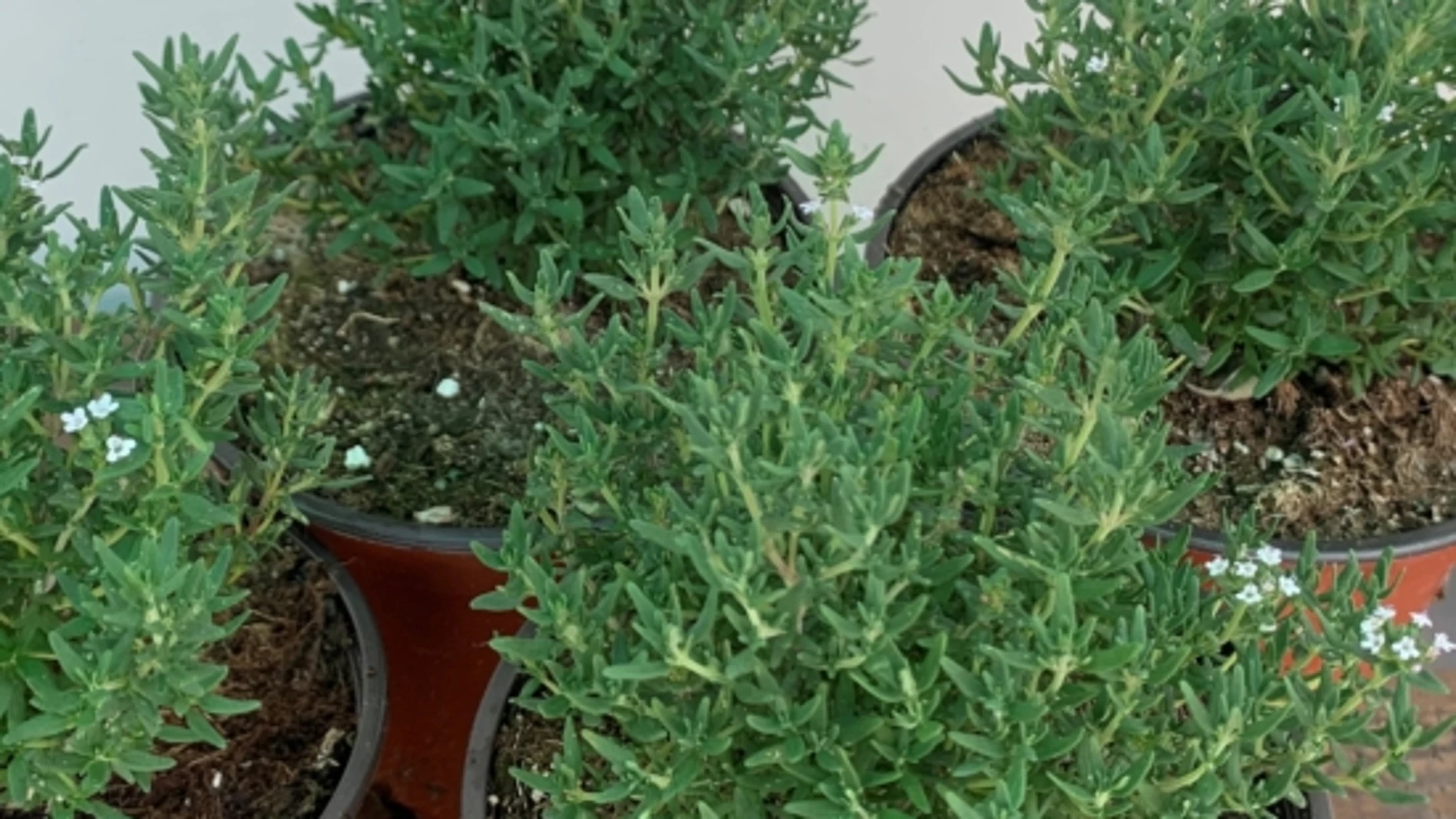 Ni romero ni menta: la hierba aromática fácil de cultivar en casa y buena para la salud del corazón
