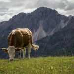 Vaca pastando 