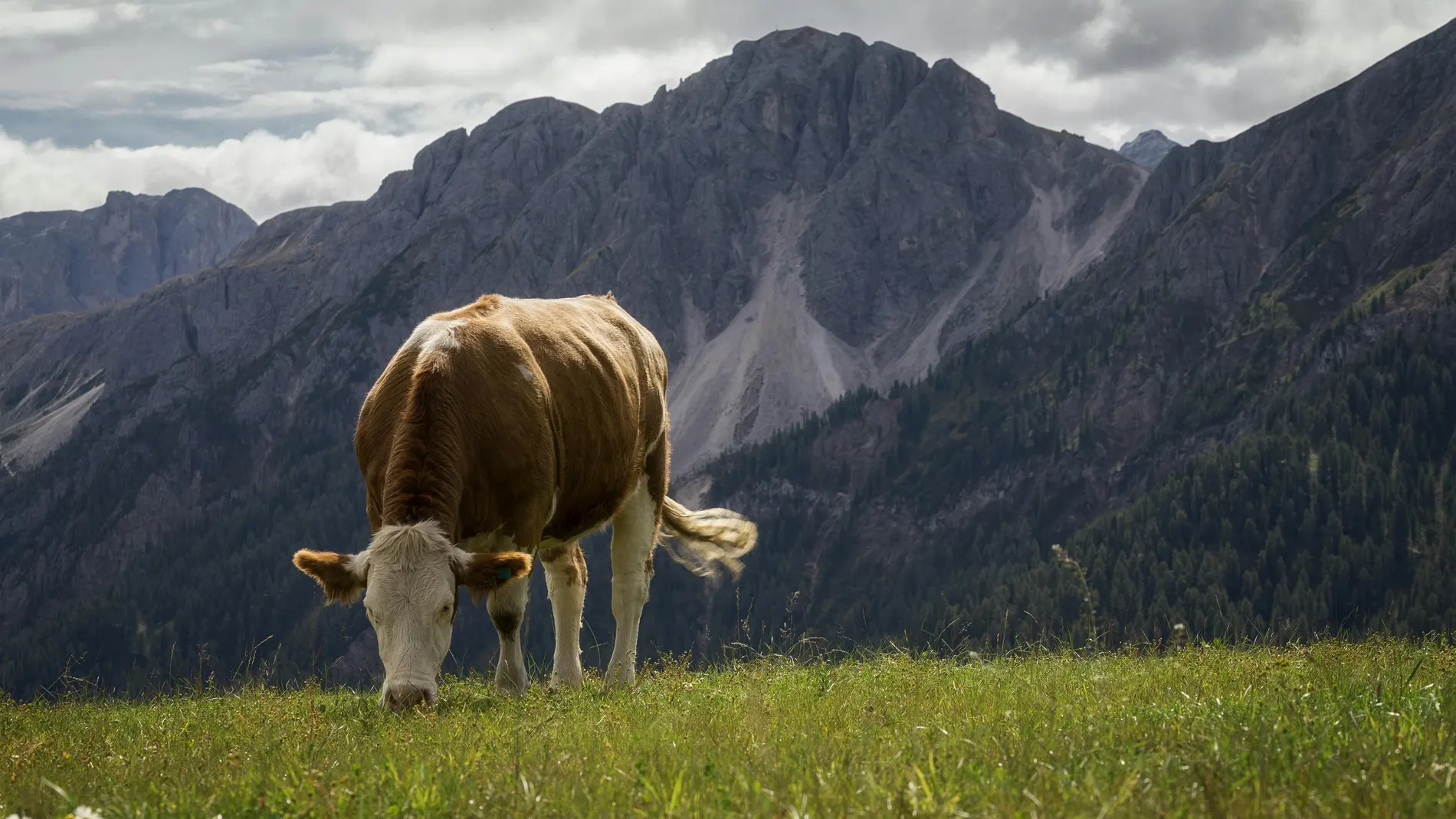 Vaca pastando
