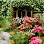 La flor que todo lo resiste, crece en la grava y florece todo el verano sin riego