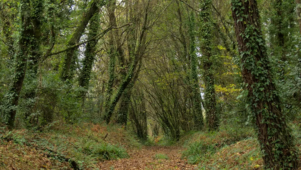 Fraga de Cecebre