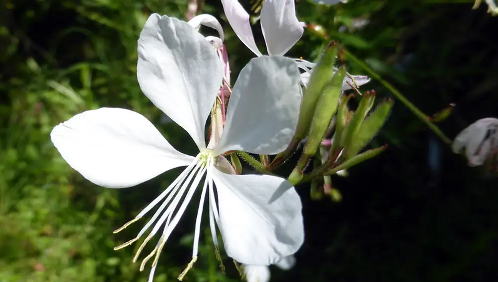 Una floración prolongada que conquista los jardines