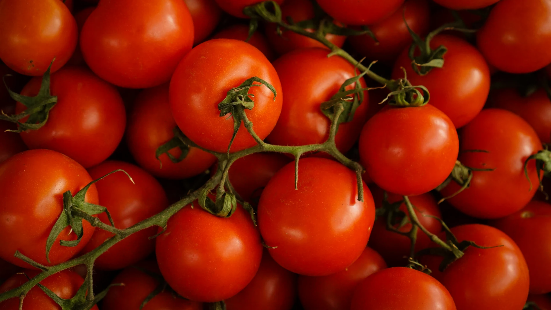 La hierba que los expertos en huerto siempre plantan al lado de los tomates (y que mejora la cosecha)