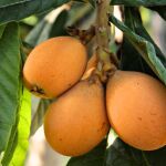 ¿Cómo se llama el árbol del níspero? El curioso nombre que pocos saben