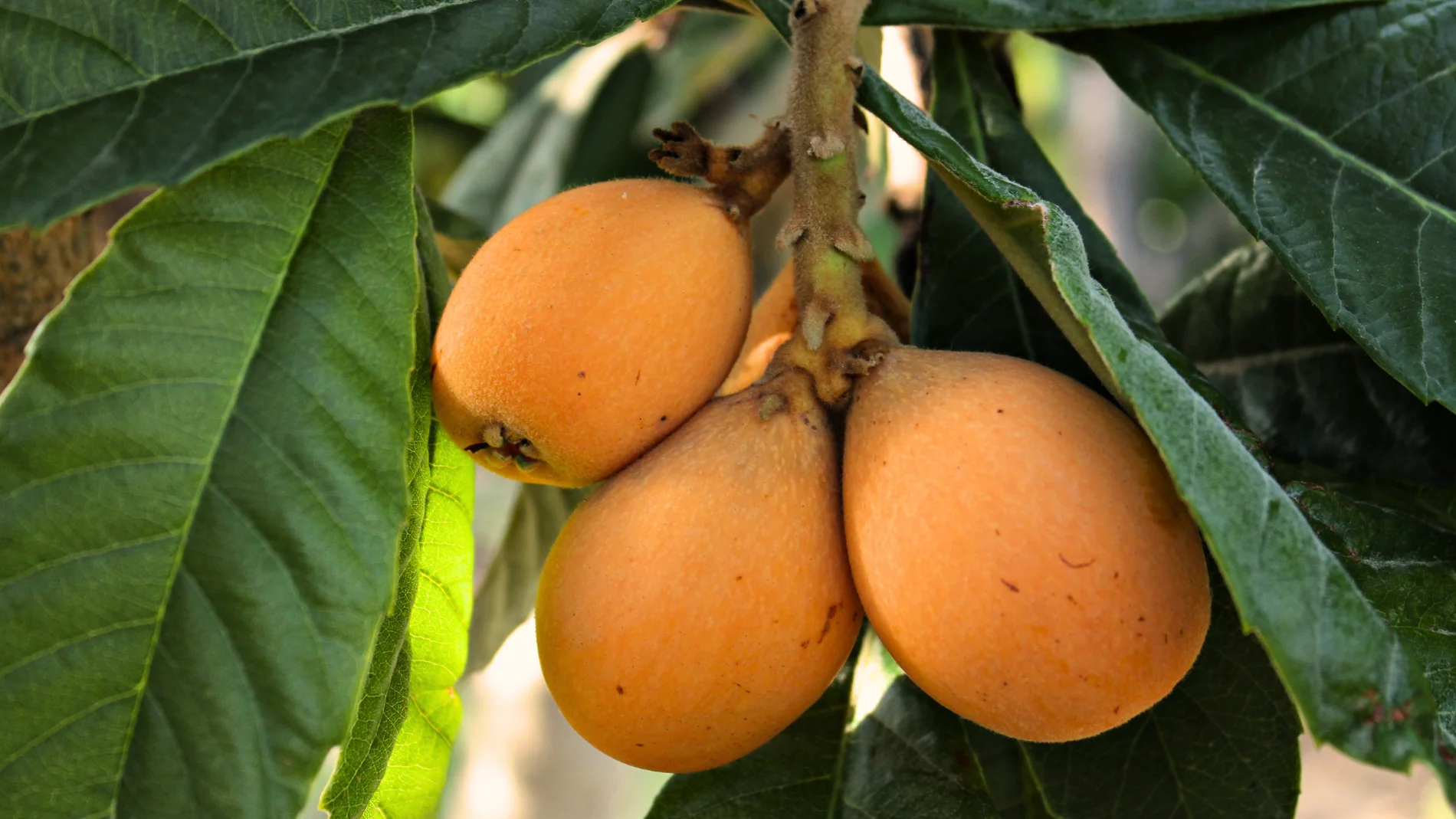 ¿Cómo se llama el árbol del níspero? El curioso nombre que pocos saben