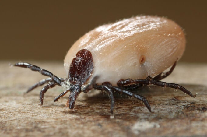 Alerta en las zonas rurales de España por el riesgo de contraer enfermedades por esta plaga