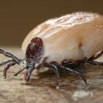 Alerta en las zonas rurales de España por el riesgo de contraer enfermedades por esta plaga