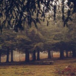 Un rincón de América en Galicia: así es uno de los mayores bosques de secuoyas de Europa