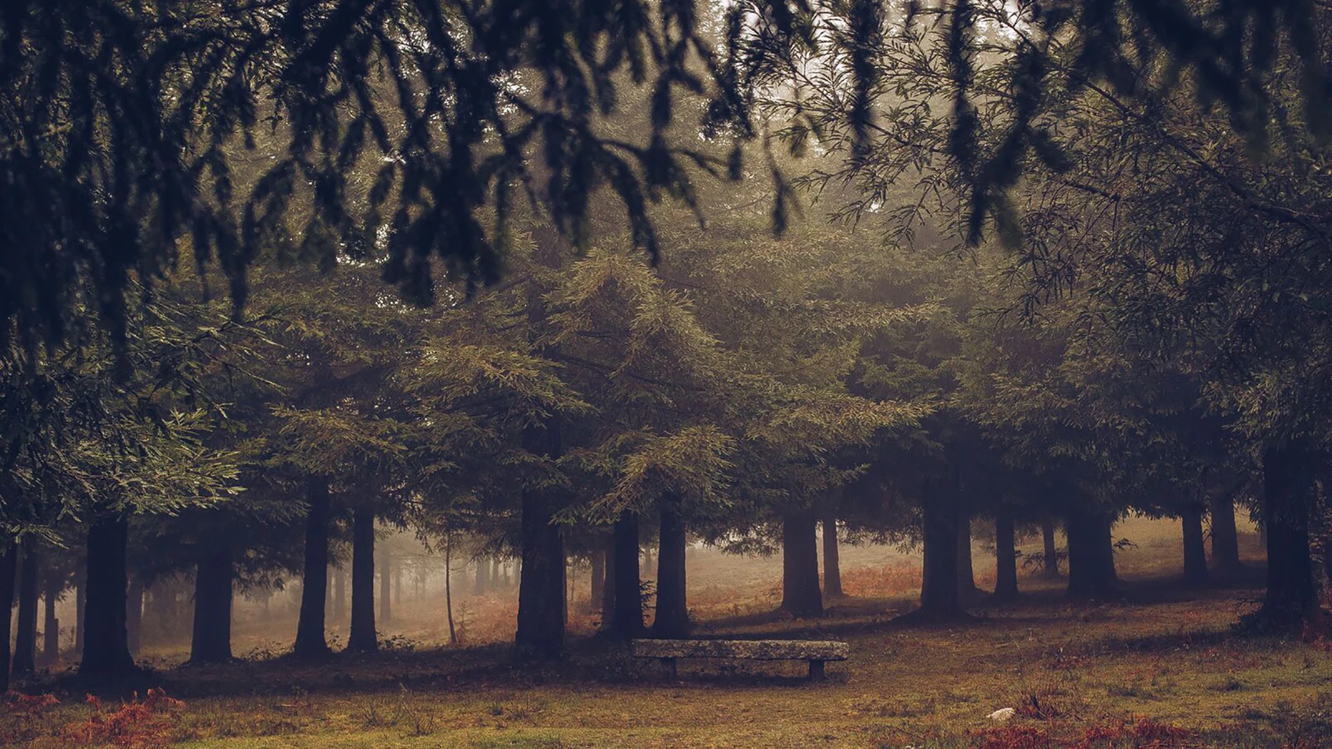Un rincón de América en Galicia: así es uno de los mayores bosques de secuoyas de Europa