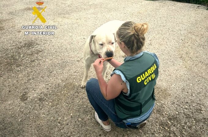 Investigado por una "brutal agresión" a su perro que se difundió en un vídeo por redes