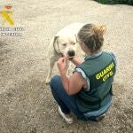 Investigado por una "brutal agresión" a su perro que se difundió en un vídeo por redes