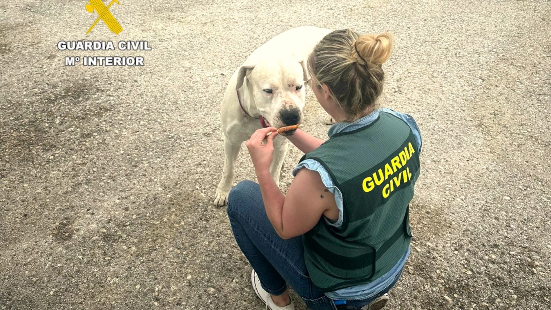 Una agente de la Guardia Civil con el perro, de raza Dogo Argentino, agredido por su dueño REMITIDA / HANDOUT por Guardia Civil Fotografía remitida a medios de comunicación exclusivamente para ilustrar la noticia a la que hace referencia la imagen, y citando la procedencia de la imagen en la firma 12/06/2025