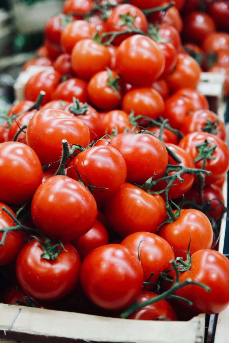 Por qué la borraja es la mejor compañera de los tomates