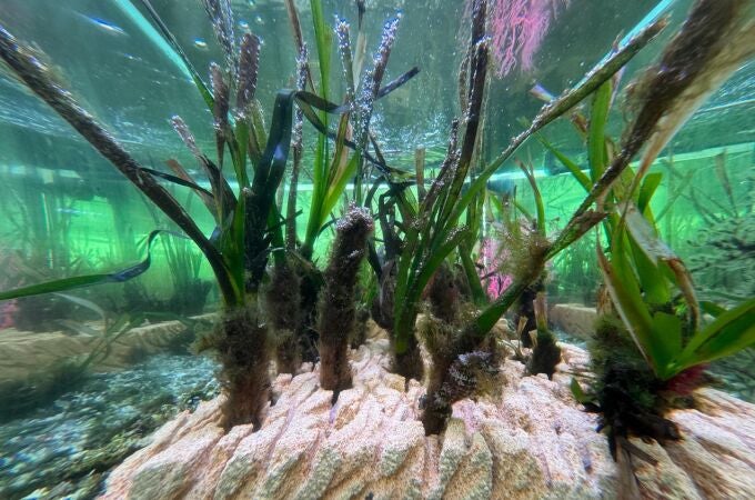 Posidonia plantada en el Aula del Mar Mediterráneo que servirá para repoblar zonas con baja densidad