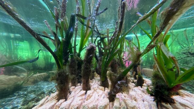 Posidonia plantada en el Aula del Mar Mediterráneo que servirá para repoblar zonas con baja densidad