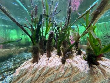 Posidonia plantada en el Aula del Mar Mediterráneo que servirá para repoblar zonas con baja densidad