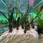 Posidonia plantada en el Aula del Mar Mediterráneo que servirá para repoblar zonas con baja densidad