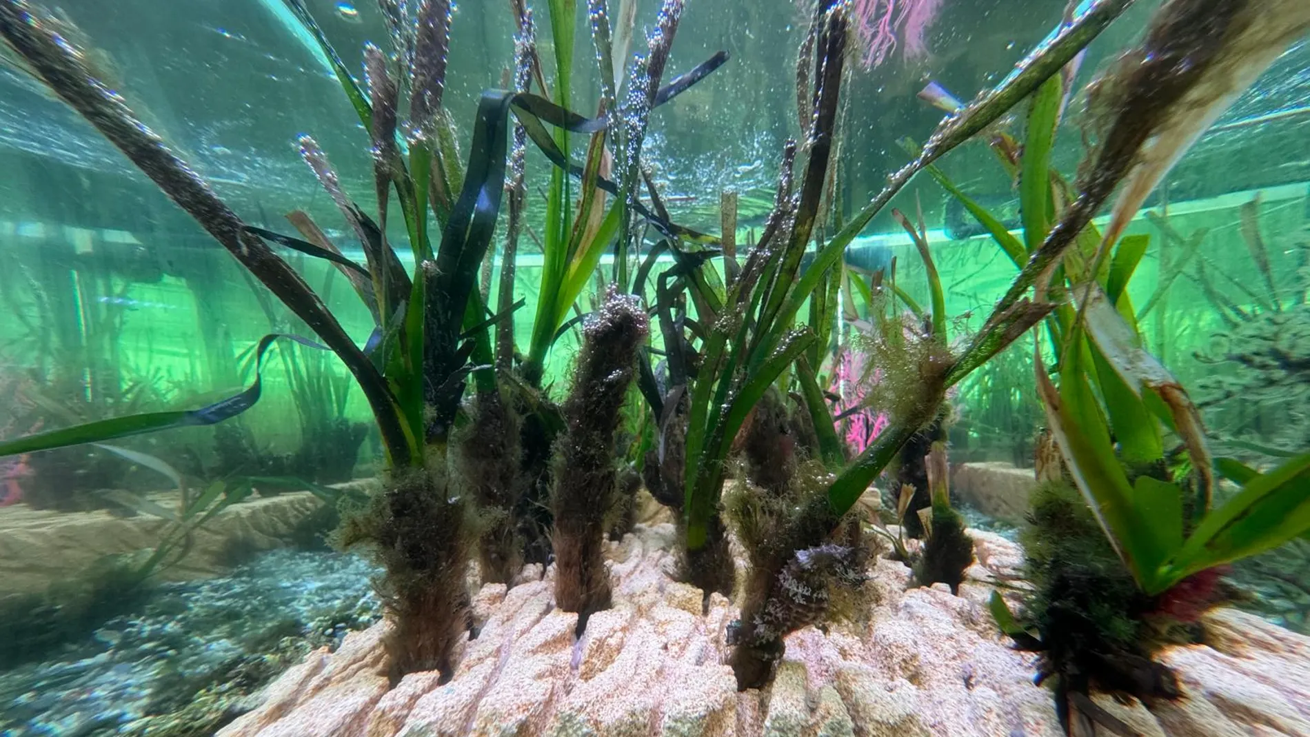 Posidonia plantada en el Aula del Mar Mediterráneo que servirá para repoblar zonas con baja densidad