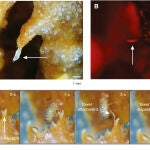 Imágenes del estudio presentado sobre la capacidad colectiva de los nematodos