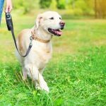 Mujer paseando con su perro con correa en un parque