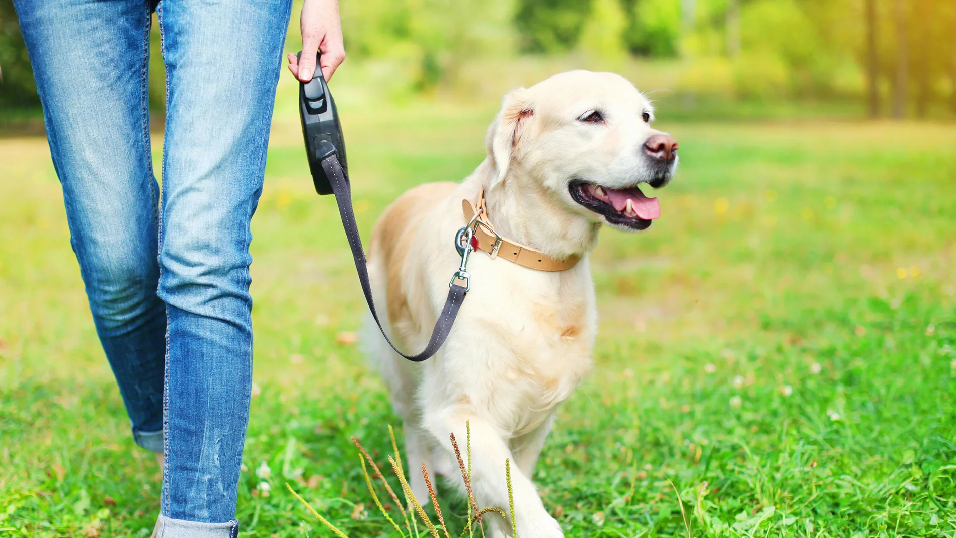 Mujer paseando con su perro con correa en un parque