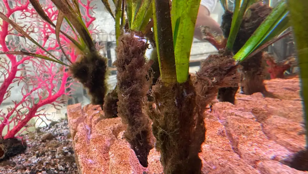 Varios ejemplares de Posidonia oceanica