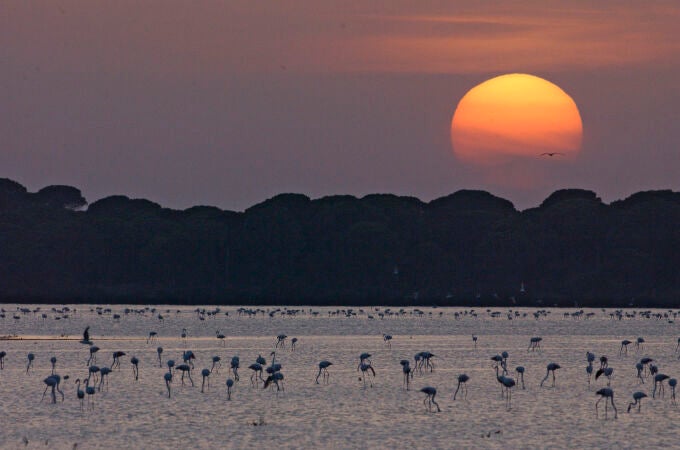 Humedales de Doñana